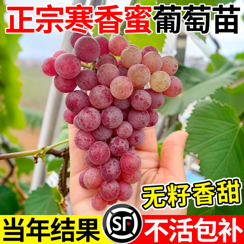 寒香蜜葡萄苗正宗大苗嫁接苗爬藤老桩阳光玫瑰果苗北方巨峰葡萄树