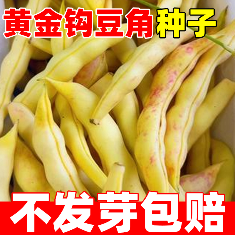 黄金钩豆角种子四季早熟高产