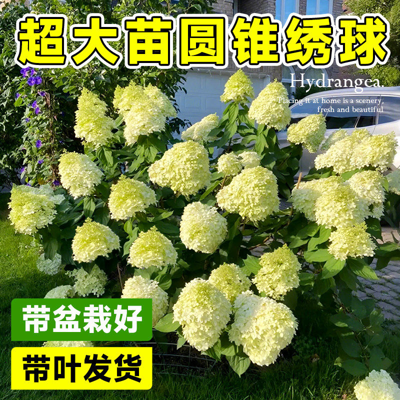 圆锥绣球花苗四季开花室外石灰灯树苗盆栽带花苞香草草莓花卉植物