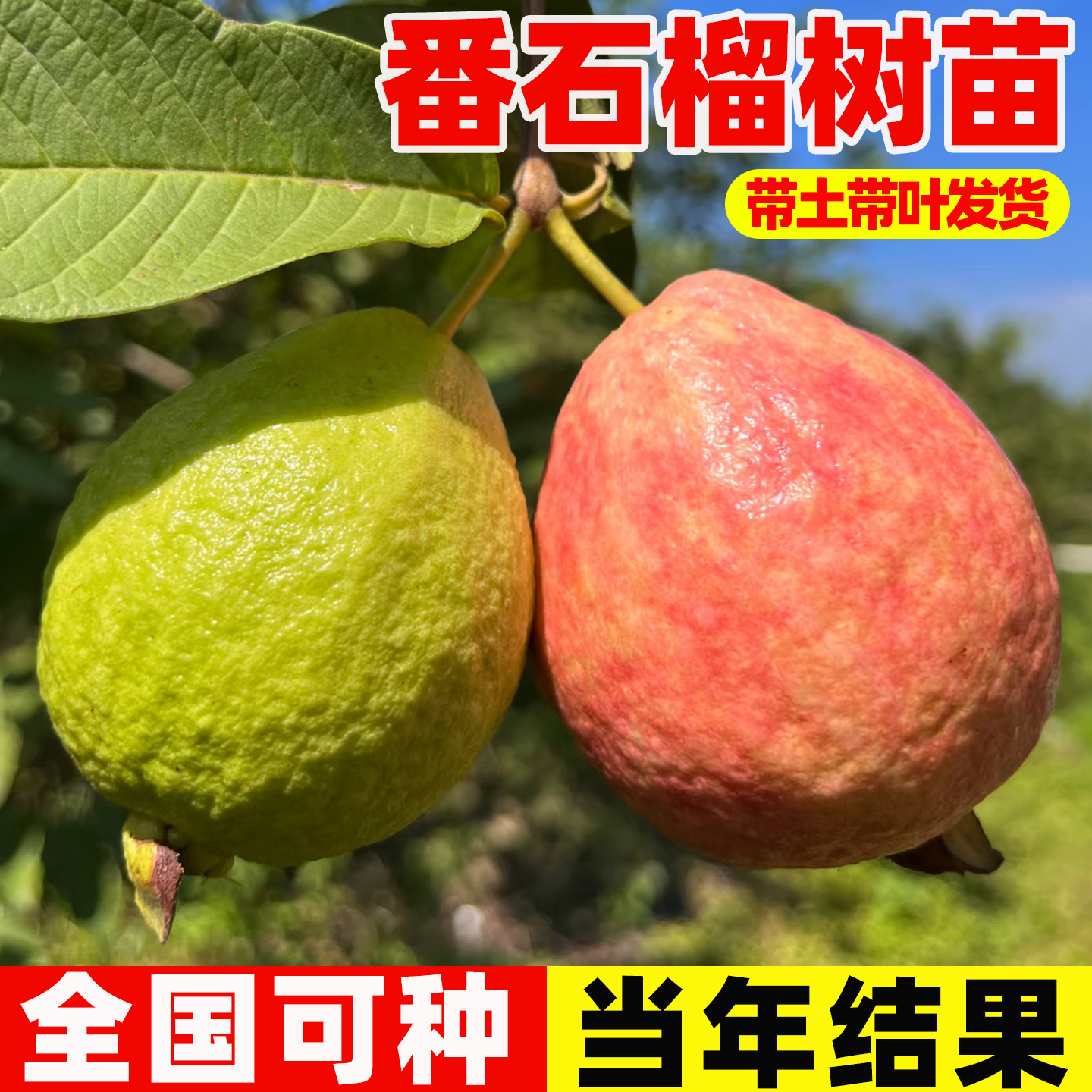 番石榴果树苗嫁接软甜珍珠白心帝王番石榴红宝石无籽红心芭乐树苗