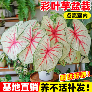 彩叶芋盆栽水培植物室内好养粉色飞溅海芋竹芋类彩色花卉绿植大全