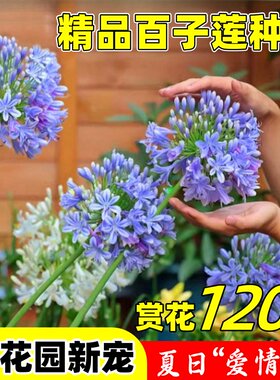 百子莲根茎多年生盆栽天鹅绒种球