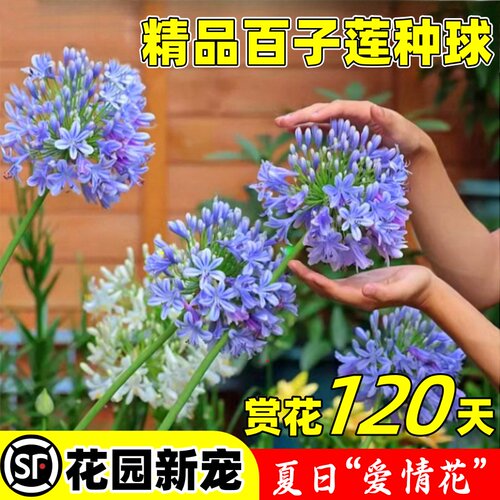 百子莲根茎多年生盆栽天鹅绒种球