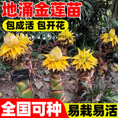 云南地涌金莲盆栽非红莲花卉