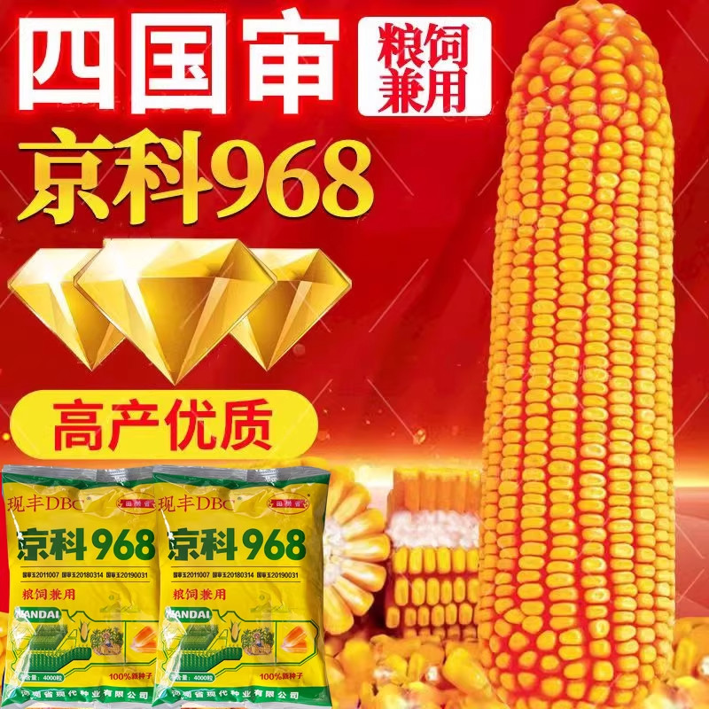 京科968玉米种子国审玉矮大棒大田杂交玉米种子基地高产大穗抗病