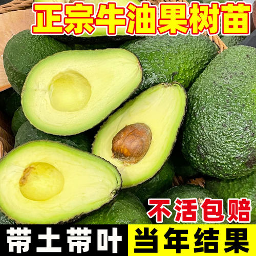 牛油果嫁接树苗当年开花结