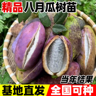 无籽八月瓜树苗八月炸果树果苗盆栽庭院水果树大树苗瓜苗四季种植