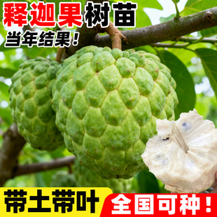 凤梨释迦果苗树榴莲甜水果盆栽牛奶番荔枝果树四季南方庭院种植苗