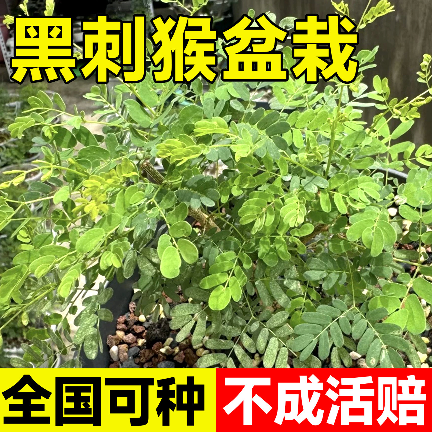 黑刺猴树块根植物盆栽绿植密叶猴耳环室内花卉叶子会闭合金合欢树