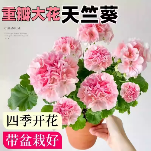 重瓣天竺葵盆栽花苗大花开花不断