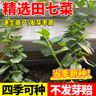 养生田七菜种子养心菜救心菜种子高钙蔬菜野菜种籽四季春秋蔬菜