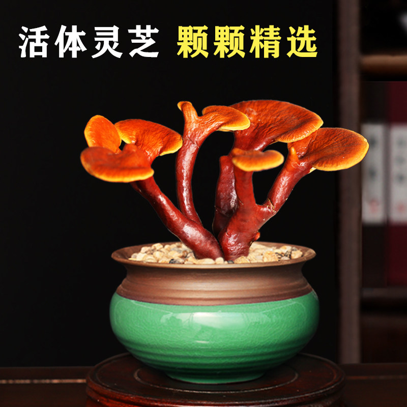 灵芝苔藓球盆景摆件真灵芝活苗盆图片
