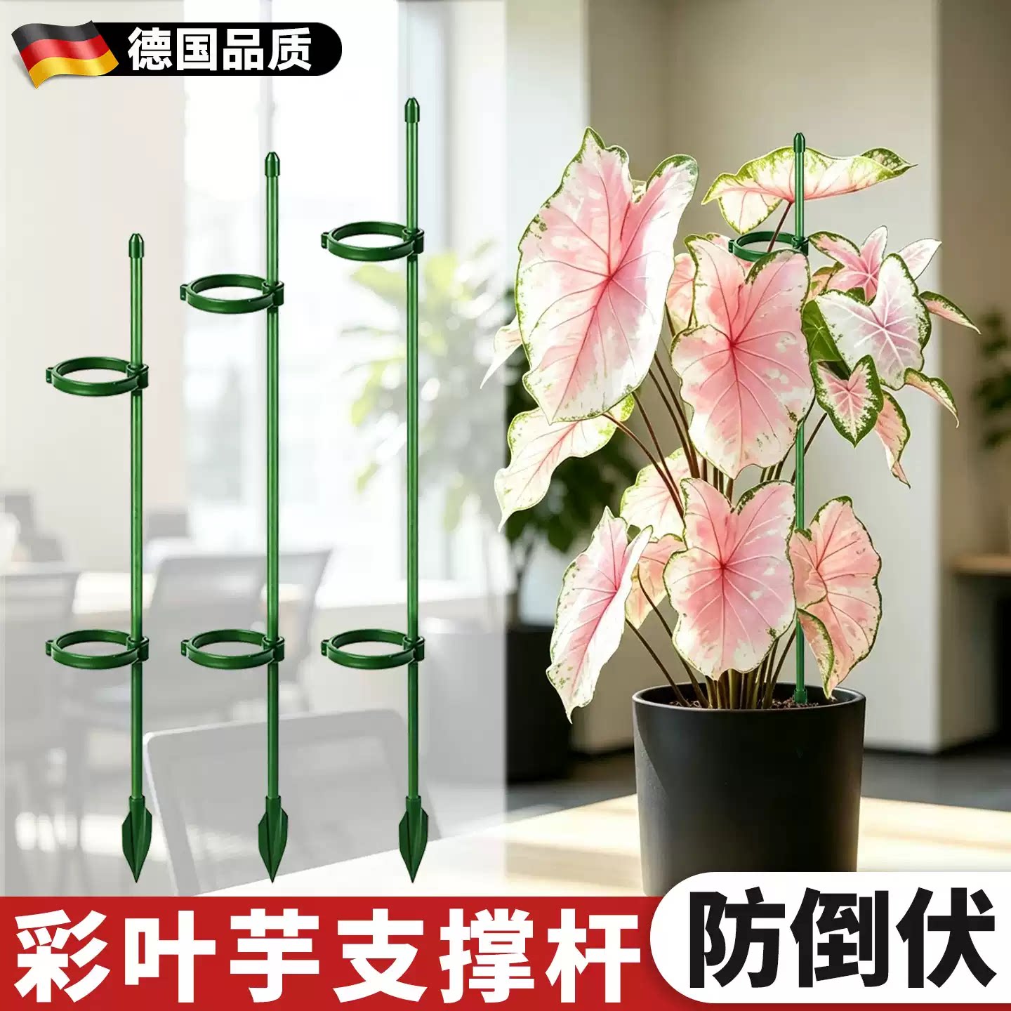彩叶芋支撑杆植物防倒伏支架龟背图片