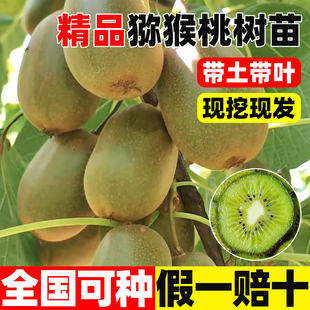 猕猴桃树果苗徐香嫁接水果树果苗北方种植南公母同株红心猕猴桃苗