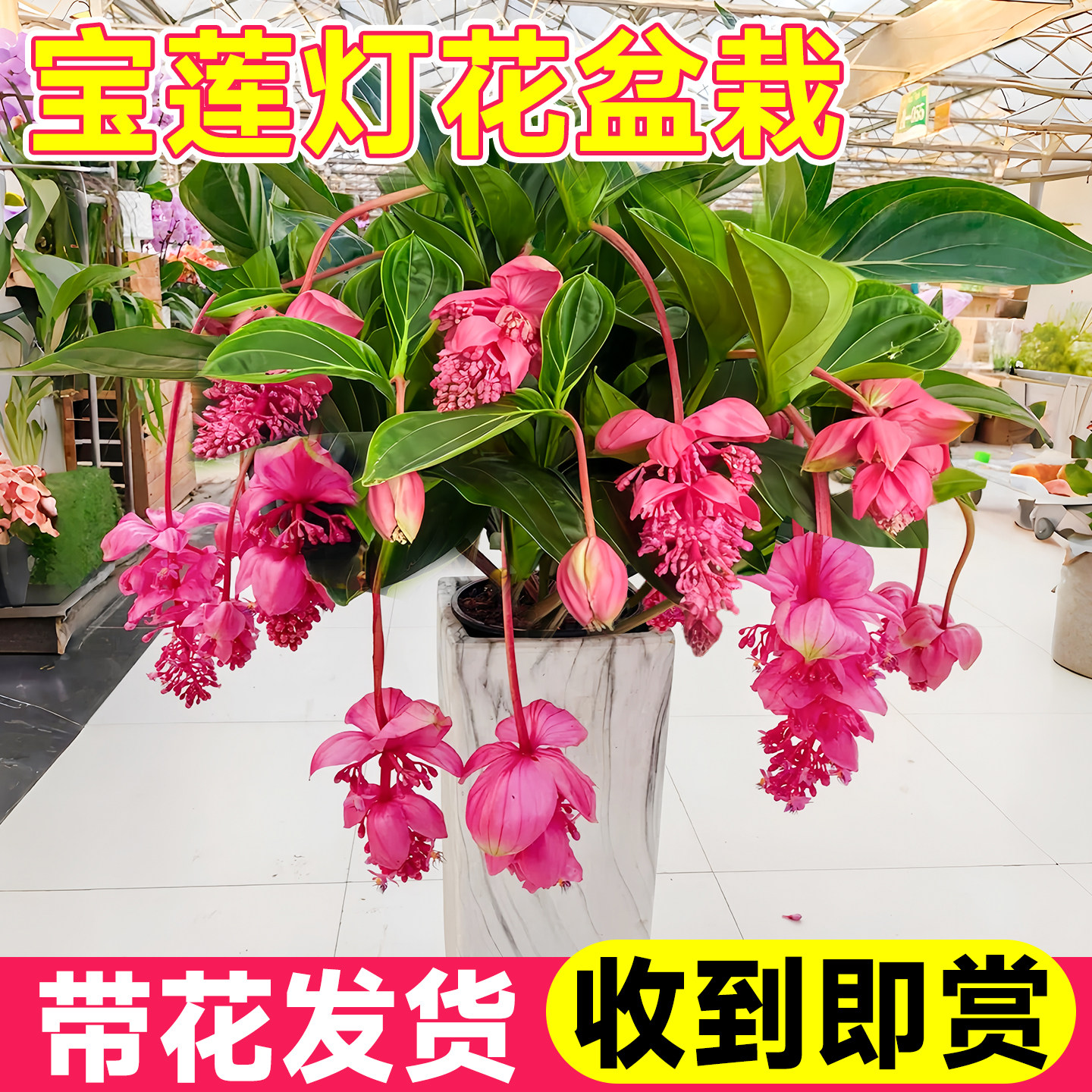 宝莲灯花盆栽带花苞大苗室内客厅