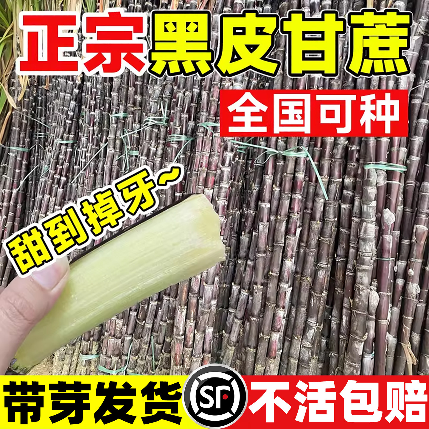 正宗甘蔗苗广西水果黑皮甘蔗带芽图片