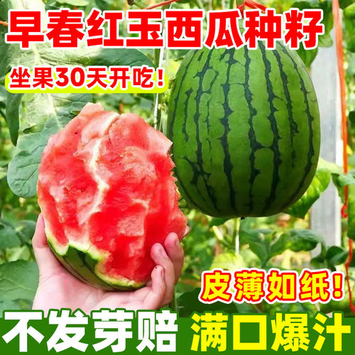 早春红玉小西瓜种子早熟高产四季