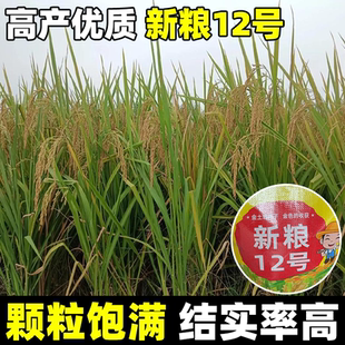 新粮12号水稻种籽谷种水稻高产大穗旱稻种孑直播稻常规籼稻种子