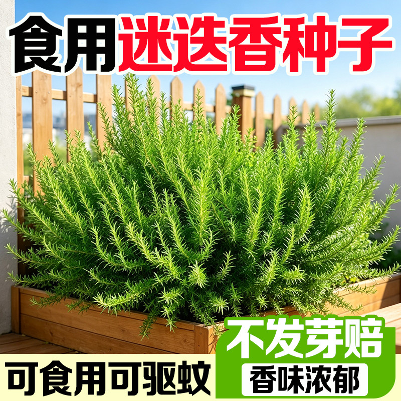 迷迭香种子可食用香草牛排香料阳图片