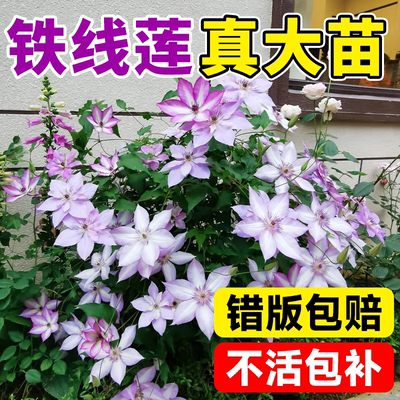 乌托邦铁线莲大苗带花苞盆栽爬藤