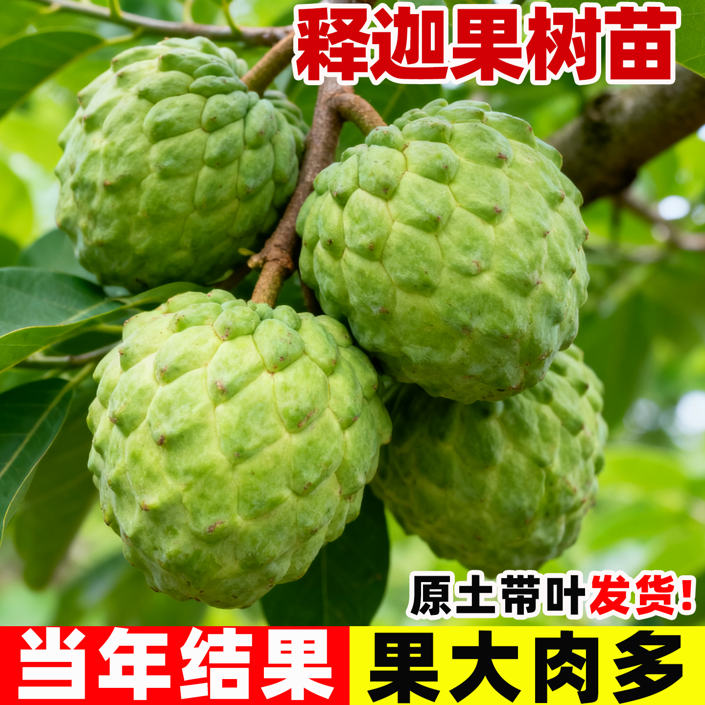 释迦果苗树带果台湾凤梨嫁接果树