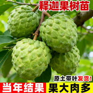 释迦果苗树带果台湾凤梨嫁接果树果苗榴莲庭院南方种植地栽盆栽苗