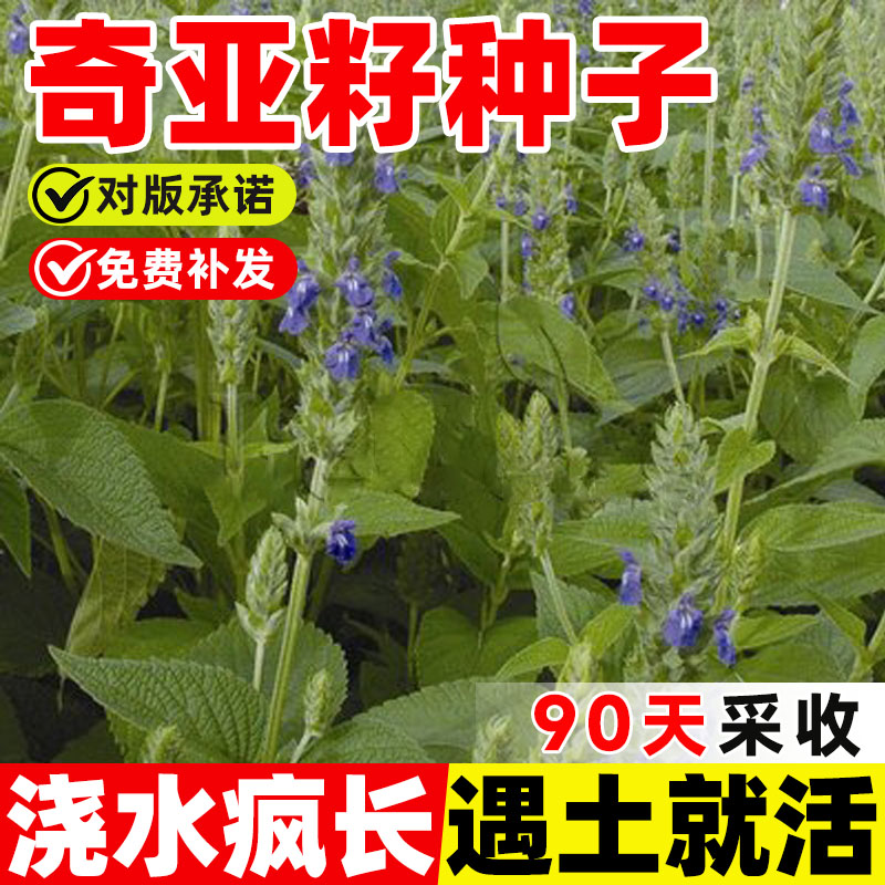 奇亚籽种子四季盆栽可食用中药材大全中草药种植秧苗籽蔬菜种子孑