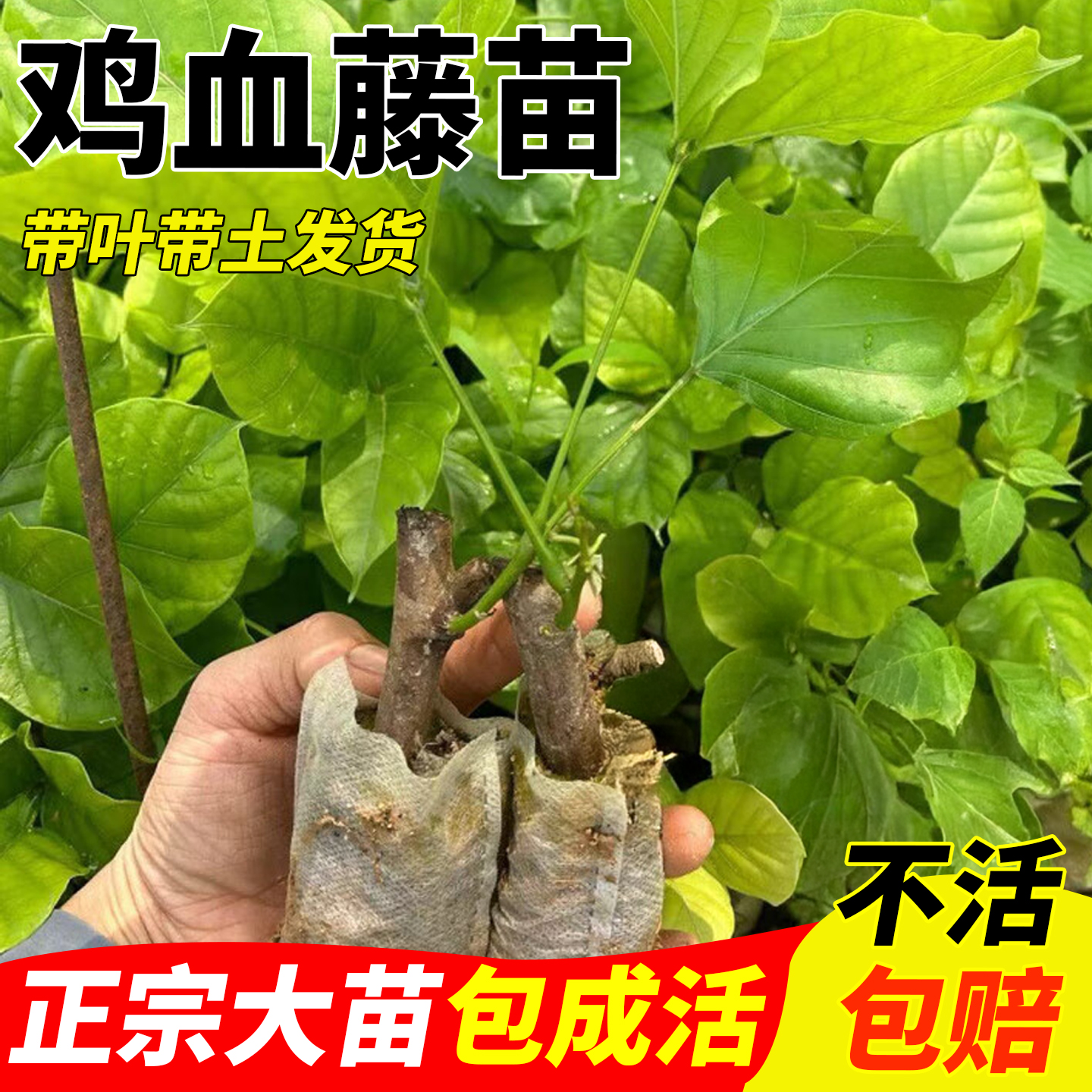 广西鸡血藤扦插苗大血藤杯苗特红