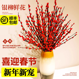 银柳真花鲜枝干花花束客厅摆件年宵花超长花期红柳枝条花卉绿植物