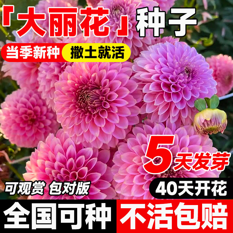大丽花种子多年生地瓜花庭院室内外阳台盆栽重瓣小丽花籽四季播种