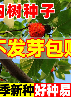 构树种子四季种植庭院庭院公园