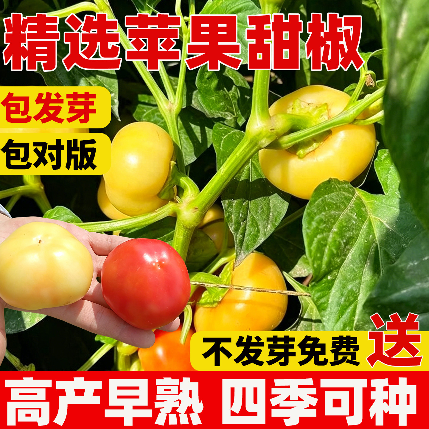 苹果甜椒种籽春夏秋播水果辣椒种子孑耐热盆栽蔬菜小美人椒种子孑