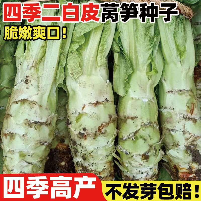 四季二白皮莴笋种子四季播