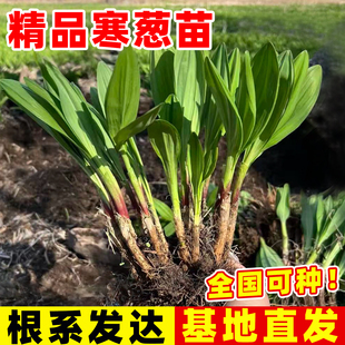 寒葱种苗新鲜鹿耳韭苗葱可食用现挖现发蔬菜秧苗东北宽叶山葱根苗