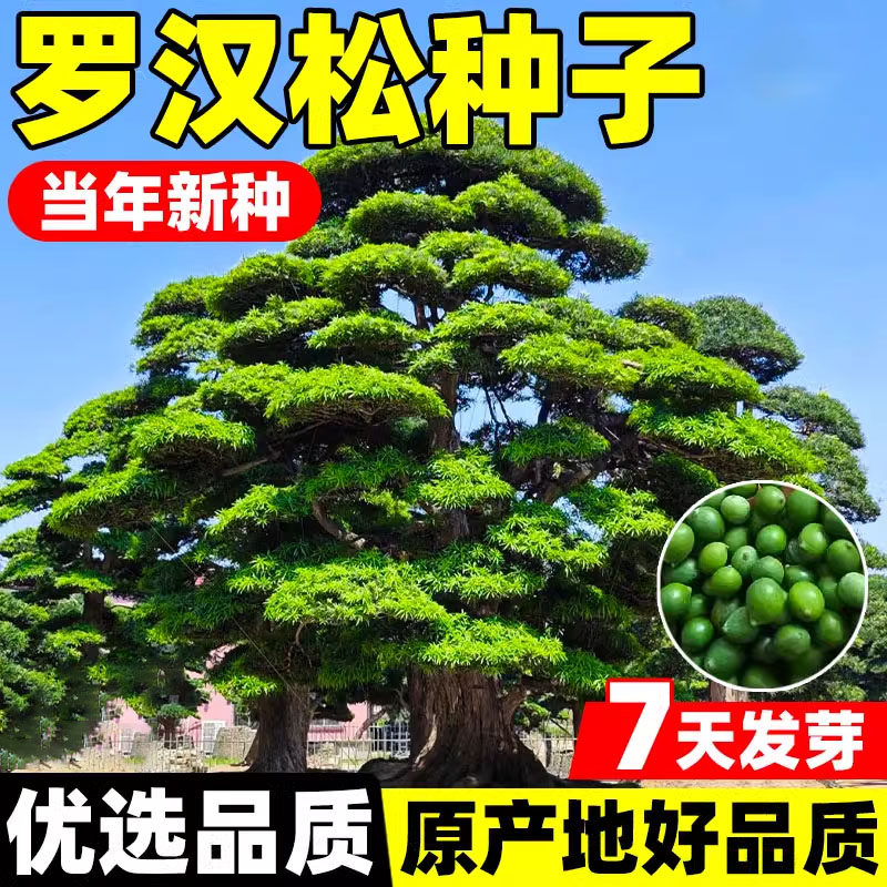 罗汉松种子黑松种子黄山松盆景松华山松造景松树马尾松籽常绿植物