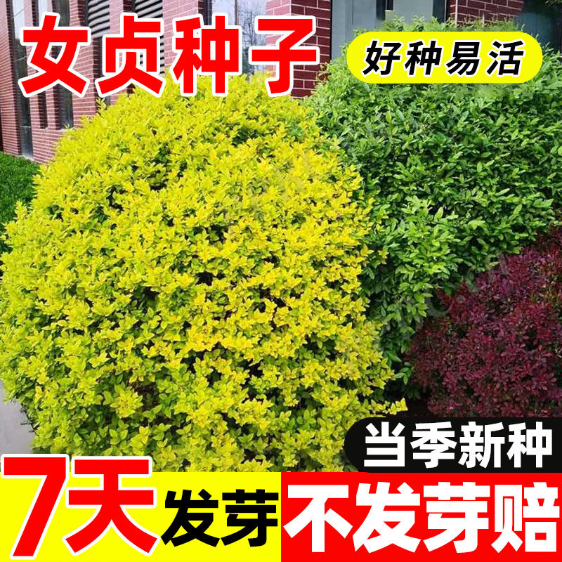 小叶女贞种子冬青籽大叶女贞果子冬青叶中草药材多年生乔木树种籽