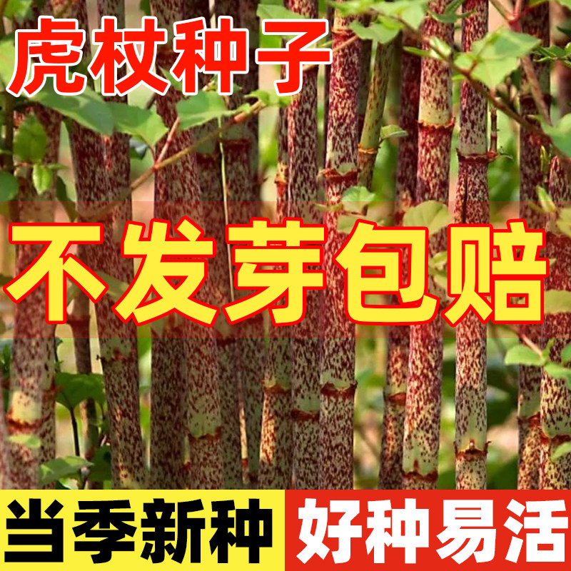 虎杖种子酸筒杆花斑竹酸汤梗斑杖图片