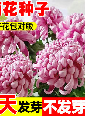 菊花种子九月菊乒乓菊金盏菊翠菊