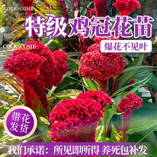 鸡冠花盆栽带花苞庭院花卉绿植鸡冠花苗阳台盆栽耐热耐晒花园植物