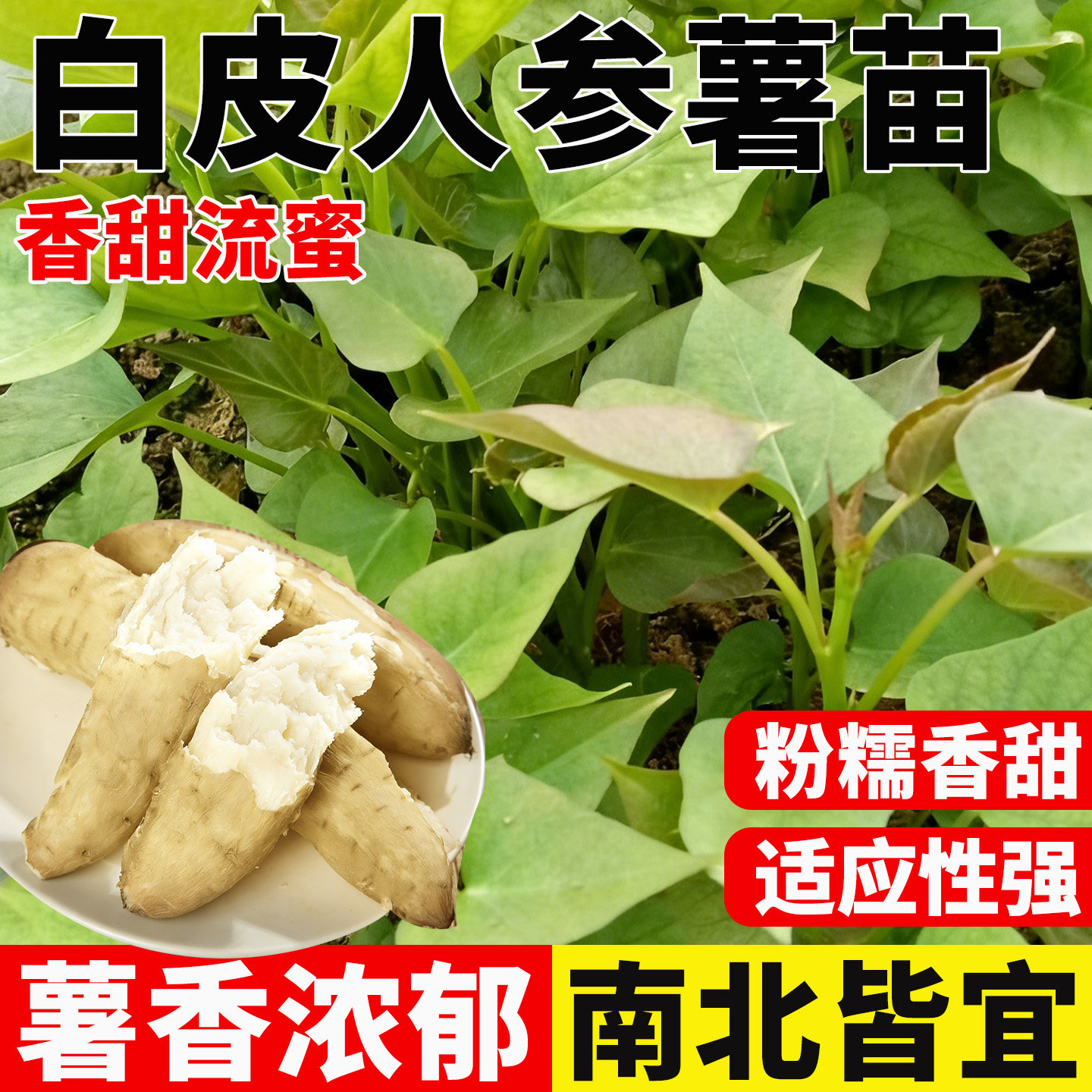 白皮白心人参薯种苗烟薯蜜薯图片