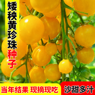 矮秧黄珍珠黄圣女果种子高产樱桃小番茄四季阳台盆栽脆甜蔬菜种子