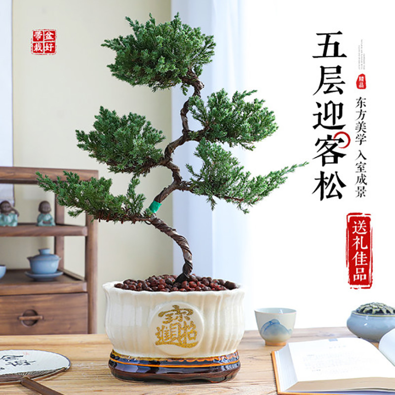 迎客松盆景真柏五层塔松客厅玄关