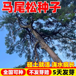 马尾松种子山松种子青松种籽枞松造林松树种子常绿林木乔木种籽子