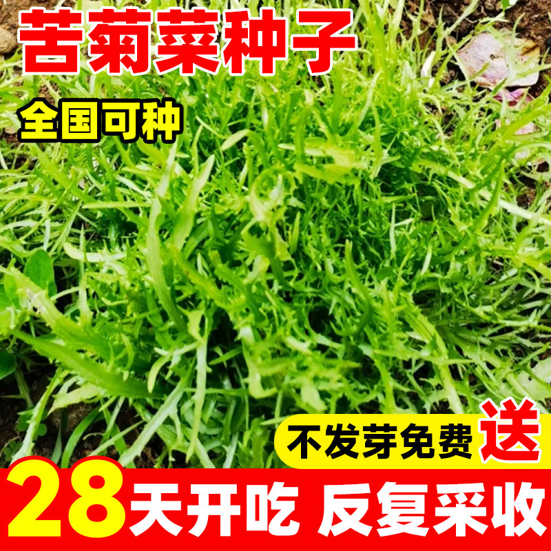 苦苣种子苦菊菜种籽凉拌沙拉火锅芽苗四季阳台盆栽易活蔬菜种孑籽