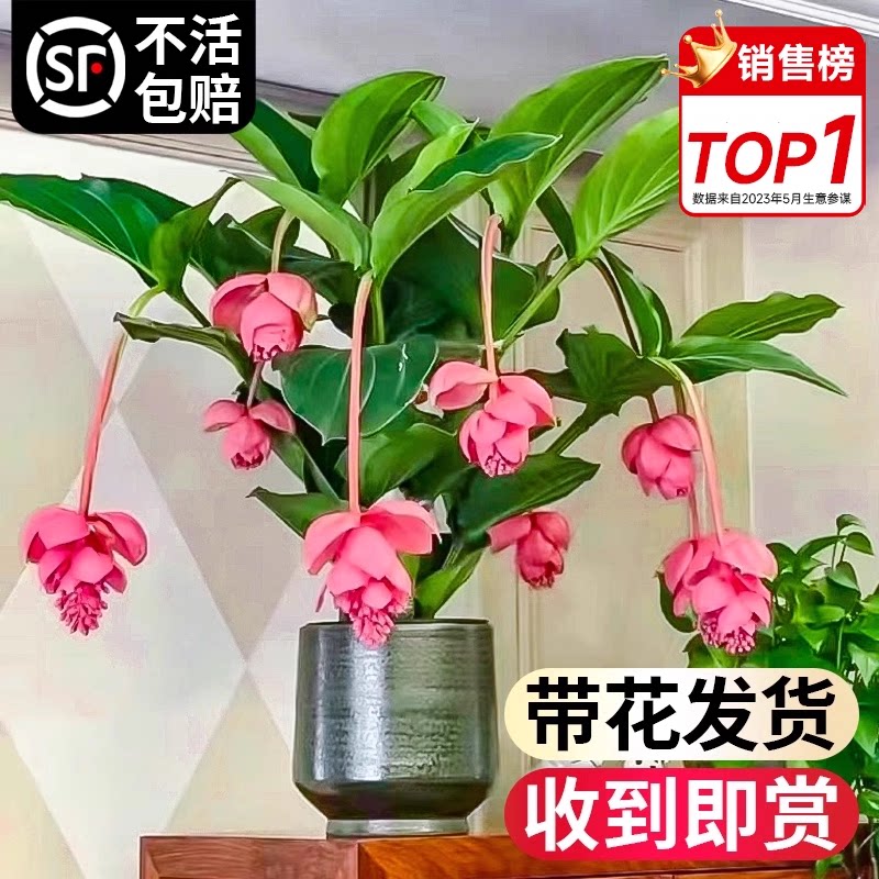 宝莲灯花苗带花发货四季盆栽带花