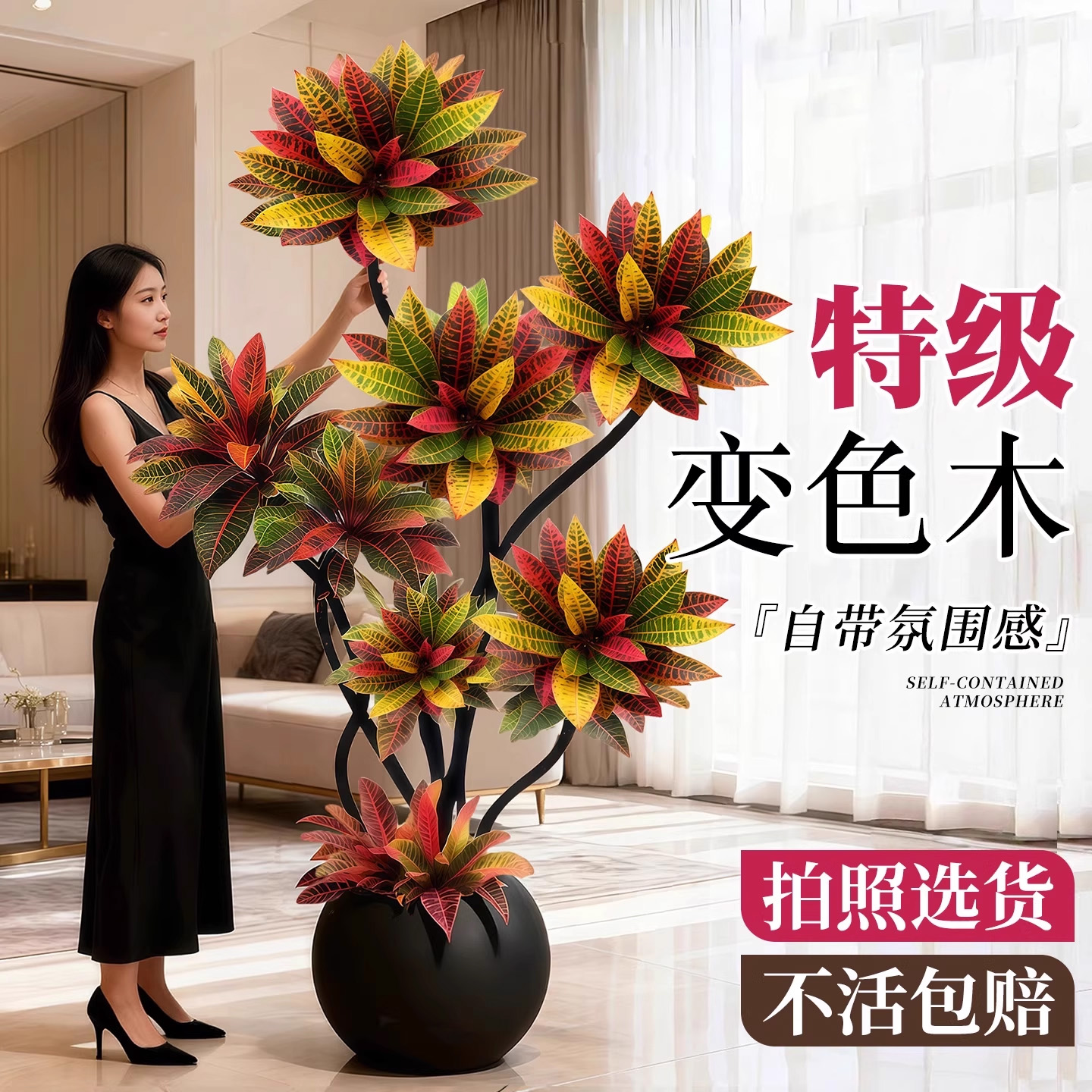 七彩变叶木变色木客厅大盆栽室内