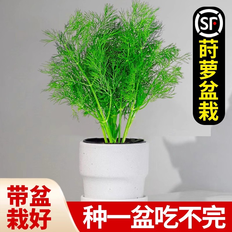 莳萝香料迷迭香盆栽洋绿植苗花阳