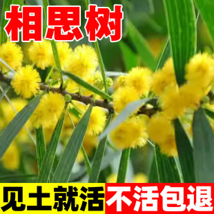 相思树种子台湾相思香丝树相思仔假叶豆台湾柳相思仔种子园林绿化