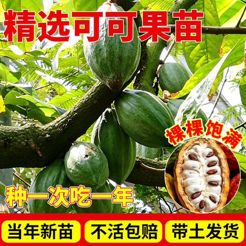 可可果苗热带水果盆栽地栽四季种