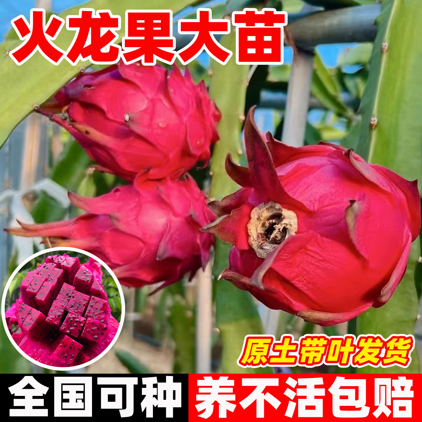 火龙果树果苗盆栽四季结果南北方